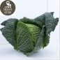 Chou vert de Milan