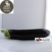 aubergine