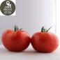Tomates rondes (kg)