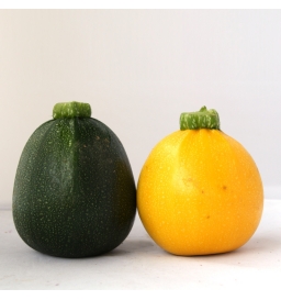 Courgettes rondes