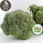 Chou brocoli (Kg)