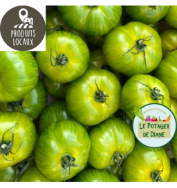 Tomates "Green zebra" 