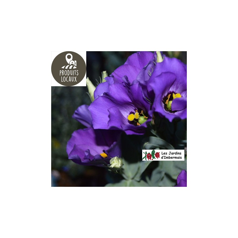 Bouquet de Lisianthus (10 pièces)