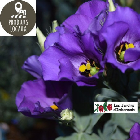 bouquet de lisianthus