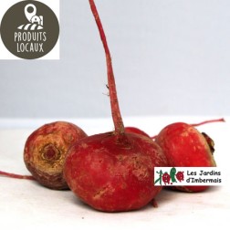 betteraves chioggia