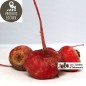 Betteraves rouges chioggia (kg)