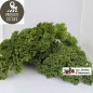 Chou "Kale" (kg)