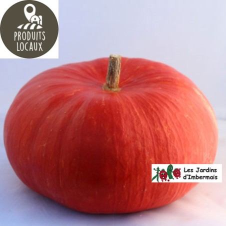 Potiron Rouge vif d Etampes