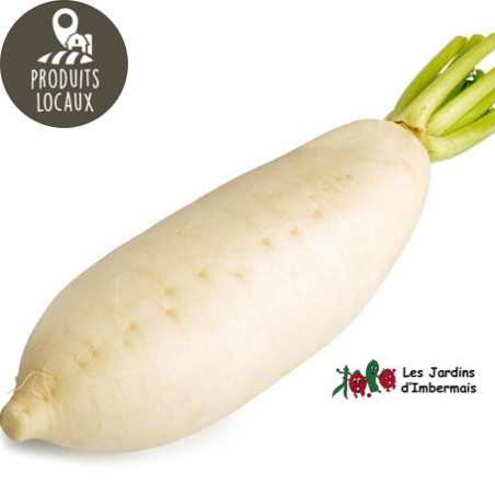 Radis blanc japonais