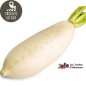 Radis blanc japonais (kg) Radis blanc japonais (kg)