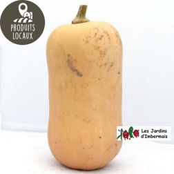 courge butternut
