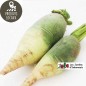 Radis rave green meat (kg)