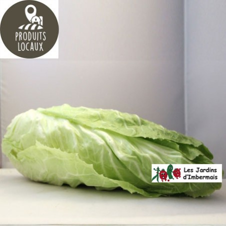 Chicorée "Pain de sucre"