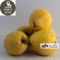 Coings (kg)