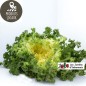 Salade frisée