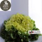 Salade Scaroles