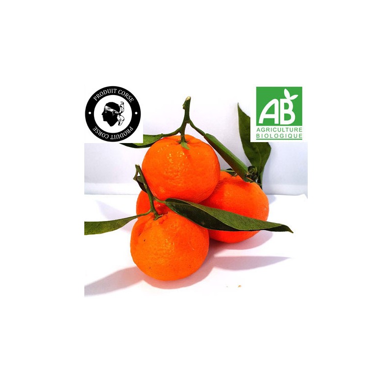 Clémentines de corse (kg) Clémentines de corse (kg)