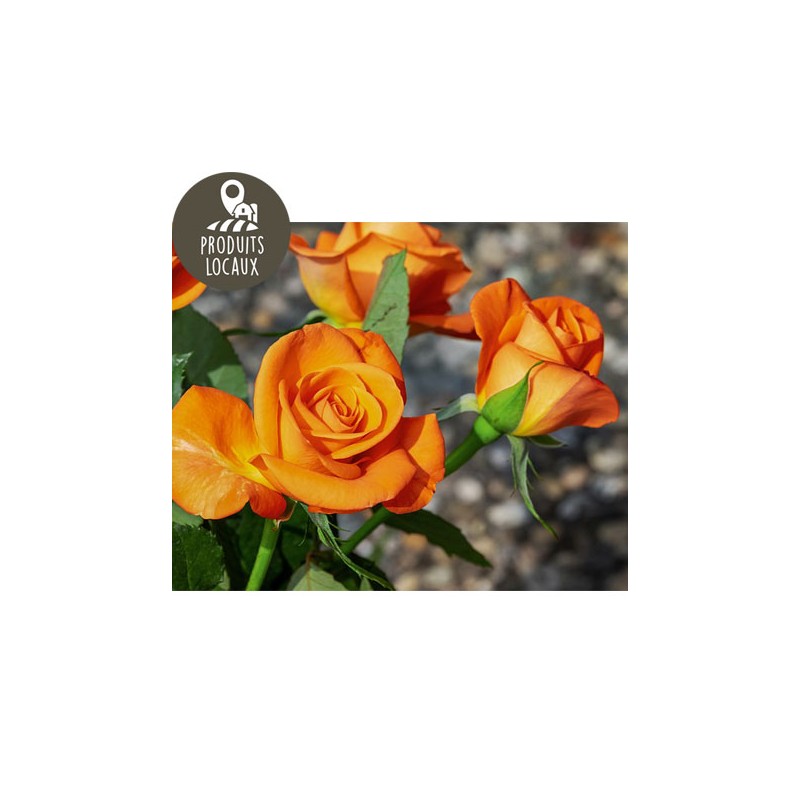 Bouquet de roses (x7)