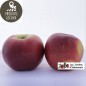 Pommes «Melrose» (kg) Pommes «Melrose» (kg)