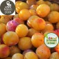 Mirabelles (500g) - Ecocinelle