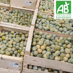 Prunes "reine claude" BIO