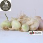 Oignons blancs (kg)