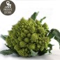 Chou romanesco