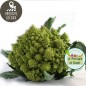 Chou romanesco