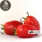 Tomates “Olivette“ (kg)