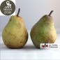 Poires Comice (kg)