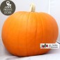 Potiron “Halloween“ (entre 3 et 4kg)