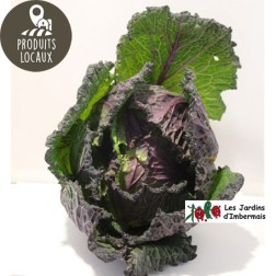 Chou vert de Pontoise