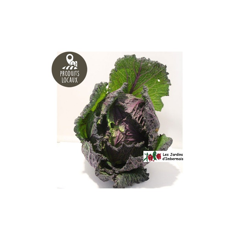 Chou vert de Pontoise