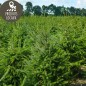 Sapin coupé NORDMANN (150/200cm)