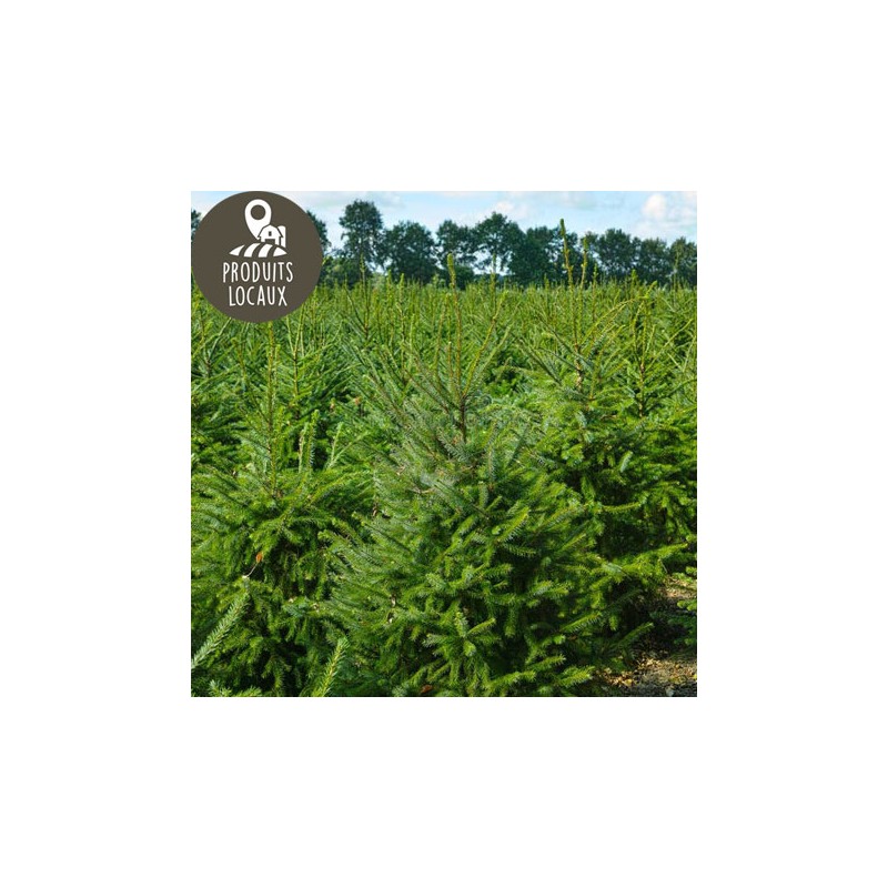 Sapin coupé NORDMANN (80/100cm)