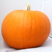 potiron halloween