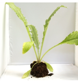 Plant Artichaut (capitule violet) - Ecocinelle