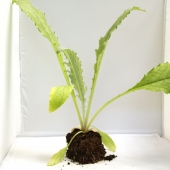 Plant Artichaut (capitule violet) - Ecocinelle