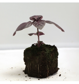 Plant de basilic pourpre