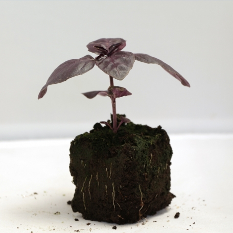 Plant de basilic pourpre