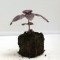 Plant de basilic pourpre