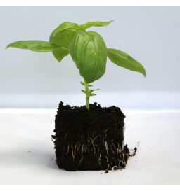 Plant de Basilic vert