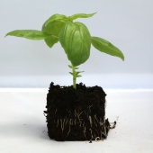 Plant de Basilic vert