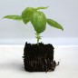Plant de Basilic vert