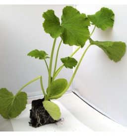 Plant Courgettes rondes - Ecocinelle