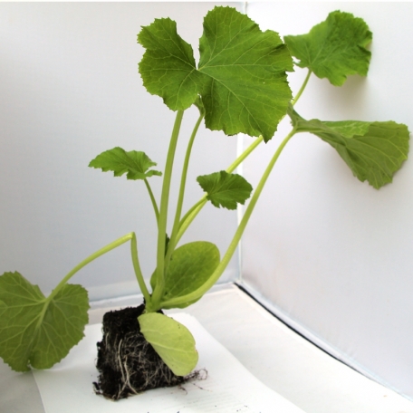 Plant de Courgette ronde