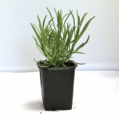 Plant de lavande