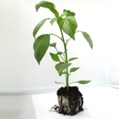 Plant Piment de Provence - Ecocinelle