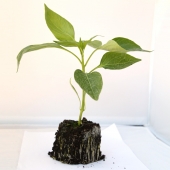 Plant de poivrons