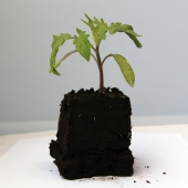 Plant de tomate Cerise noire